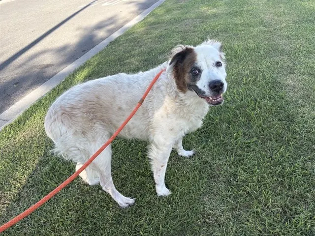 Rufus