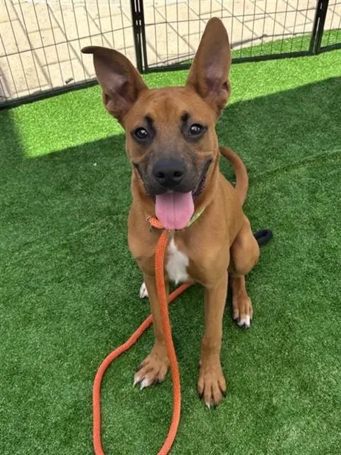 Ringo - Adoption Pending