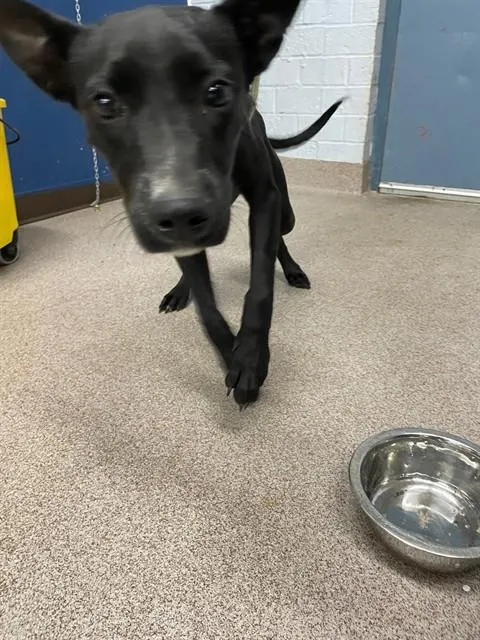 Adoptable Dog