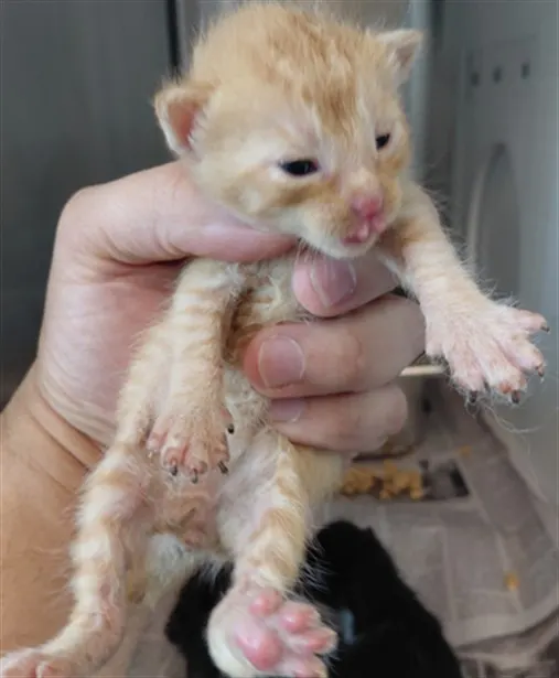 Adoptable Cat