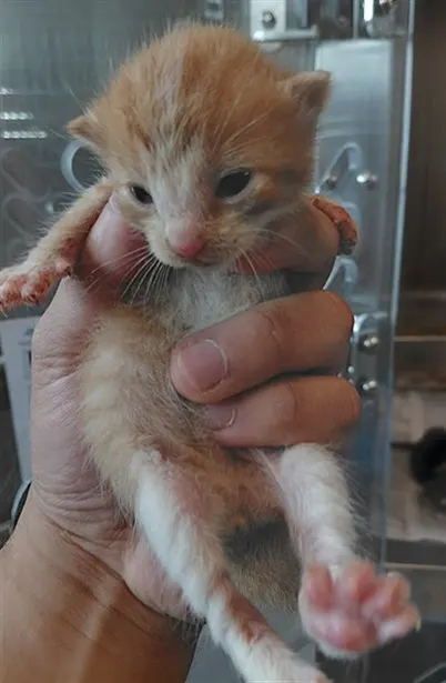 Adoptable Cat