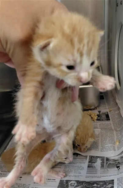 Adoptable Cat