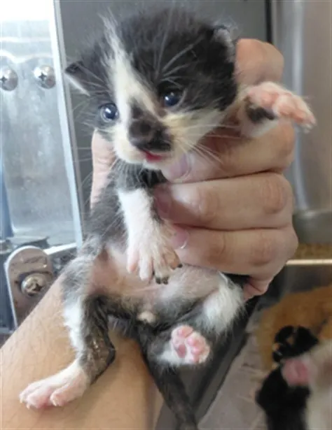 Adoptable Cat