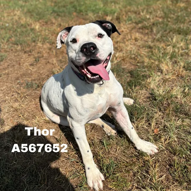 Thor