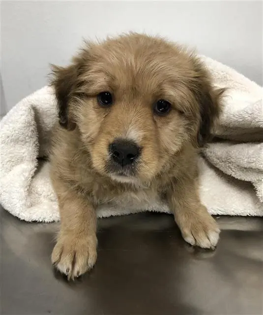 Adoptable Dog