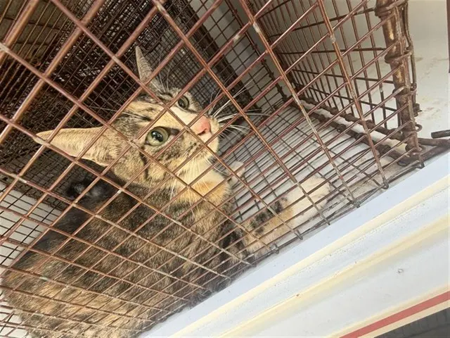 Adoptable Cat