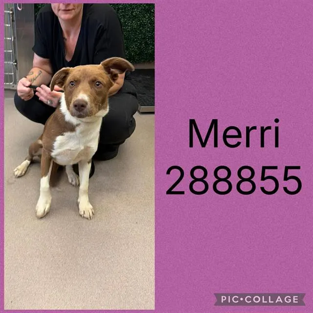 Merri