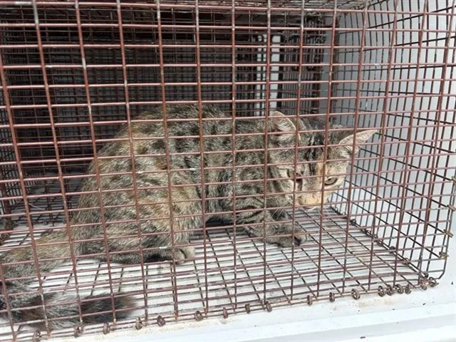 Adoptable Cat