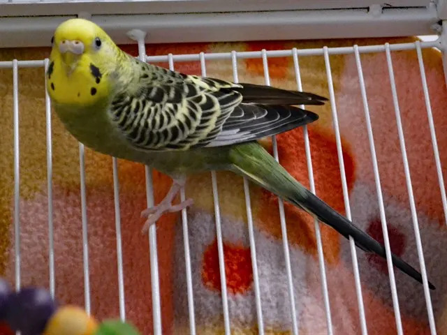 Nova