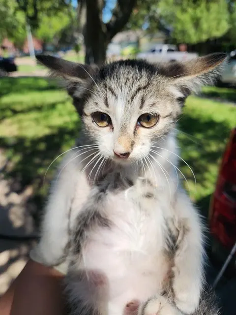 Adoptable Cat