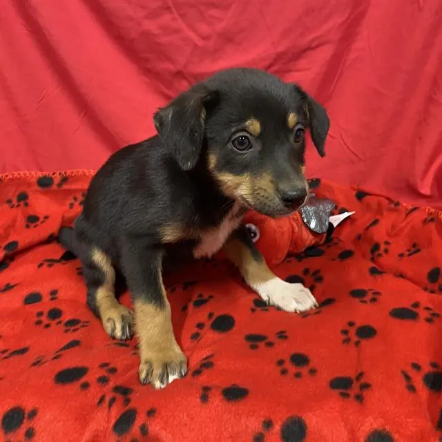 Adoptable Dog