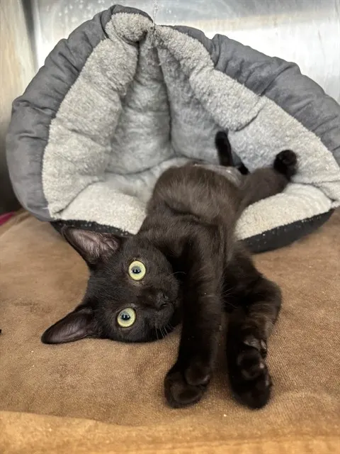 Meowshroom