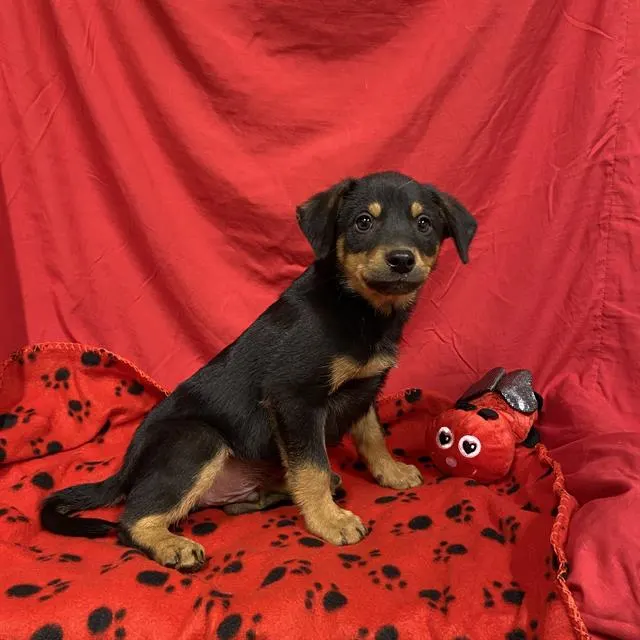 Adoptable Dog