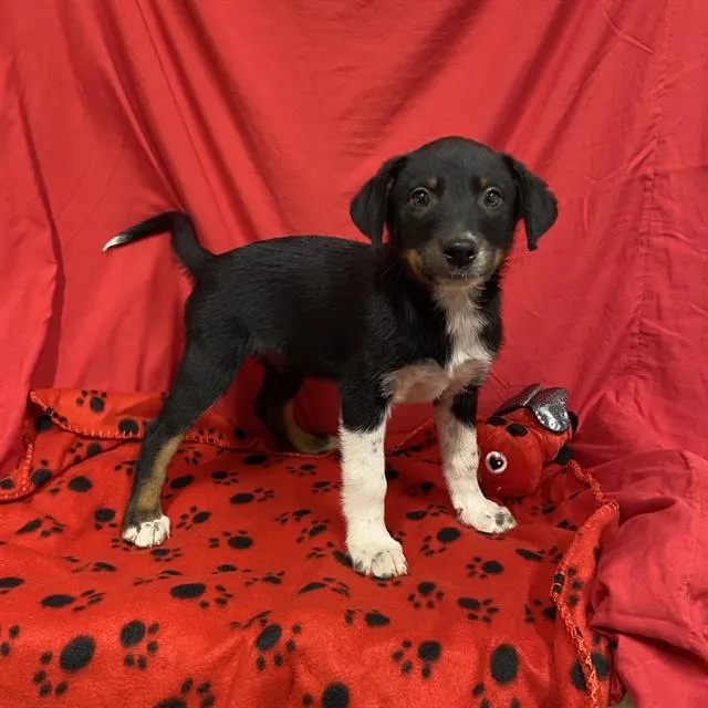 Adoptable Dog