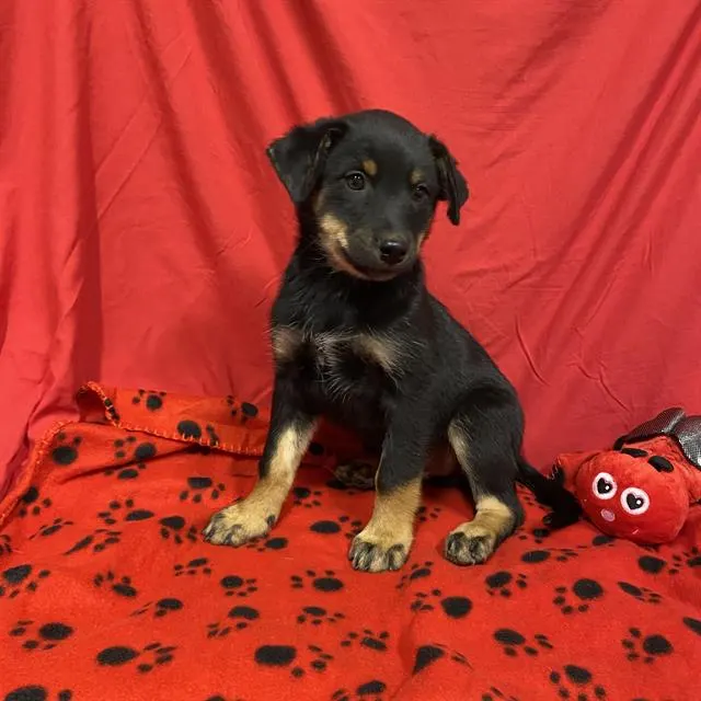 Adoptable Dog