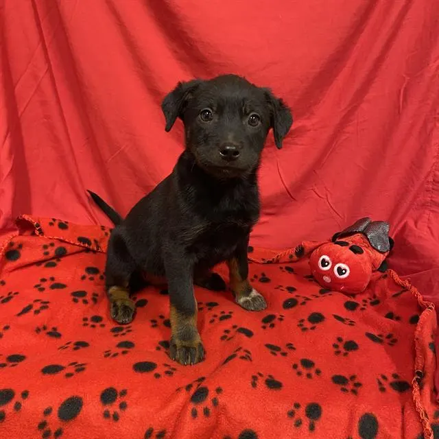 Adoptable Dog