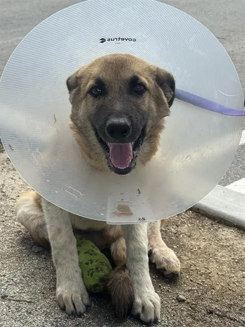 Benny