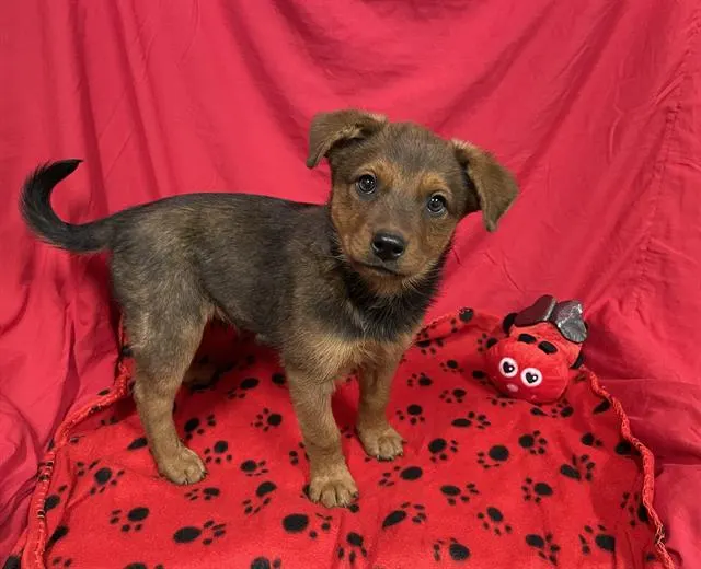 Adoptable Dog