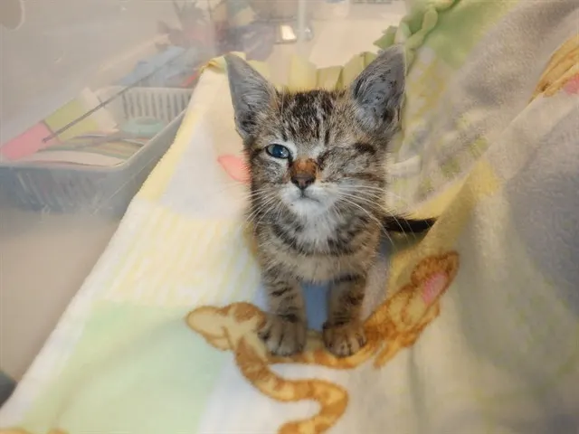Adoptable Cat