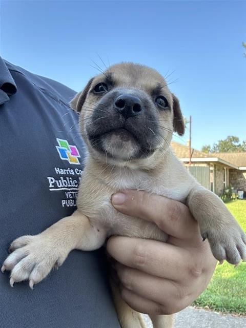 Adoptable Dog