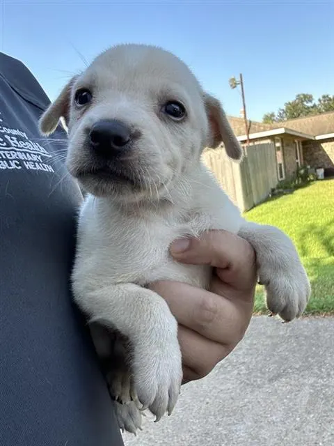 Adoptable Dog