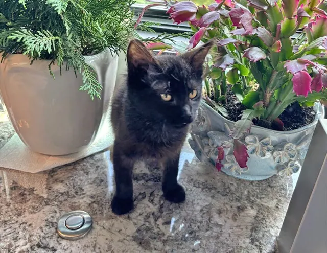 Francine