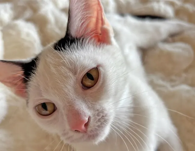 Harriet