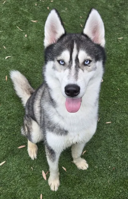 Milo