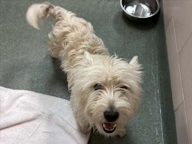 Adoptable Dog