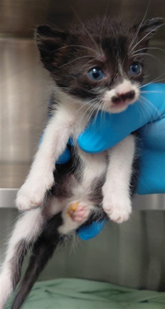 Adoptable Cat