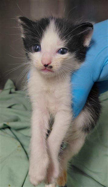 Adoptable Cat