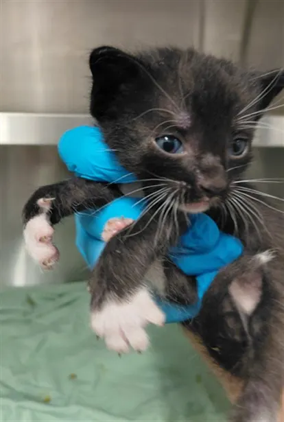 Adoptable Cat