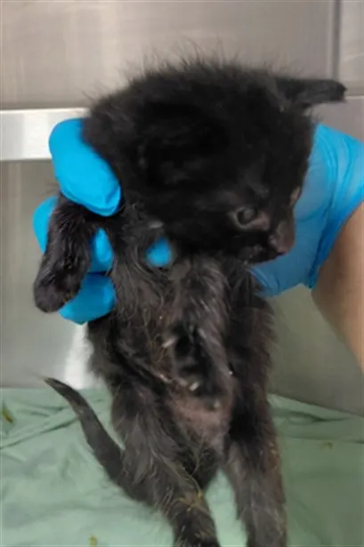 Adoptable Cat