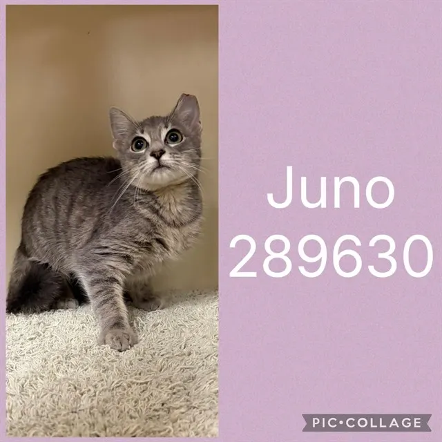 Juno
