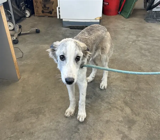 Adoptable Dog