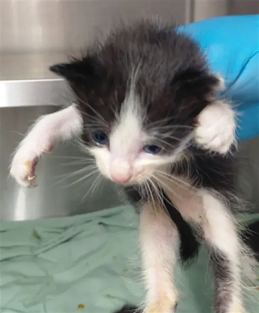 Adoptable Cat