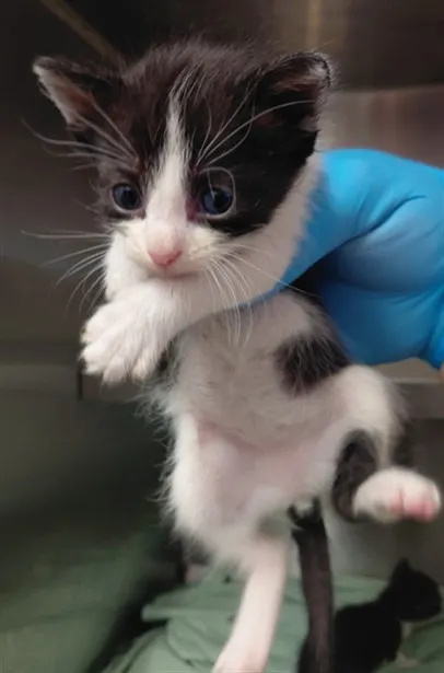 Adoptable Cat