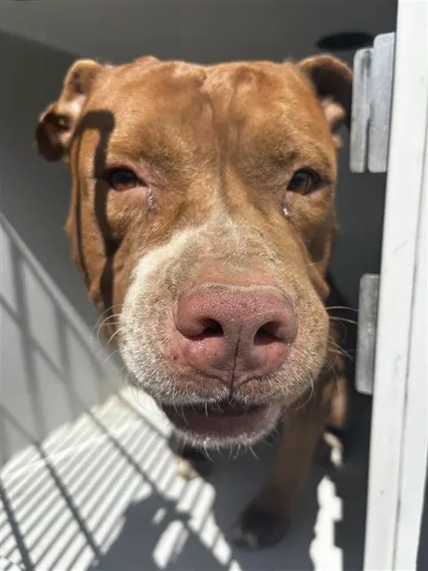 Adoptable Dog