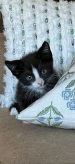 Sylvester
