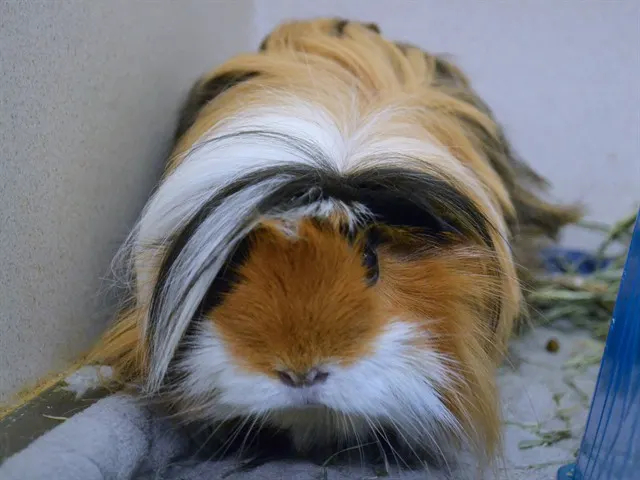 Millicent