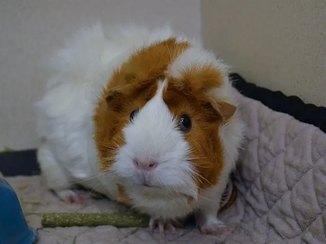 Lilo