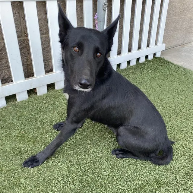 Adoptable Dog