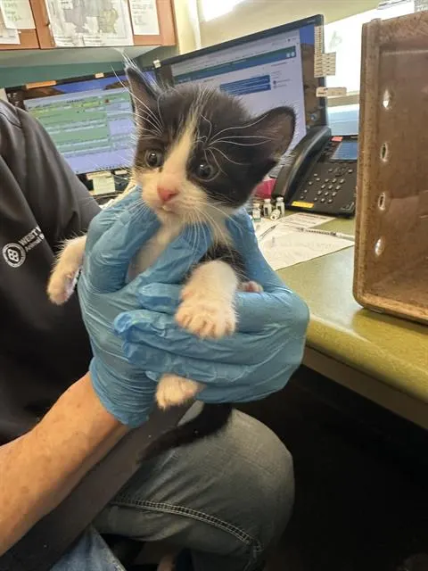 Adoptable Cat