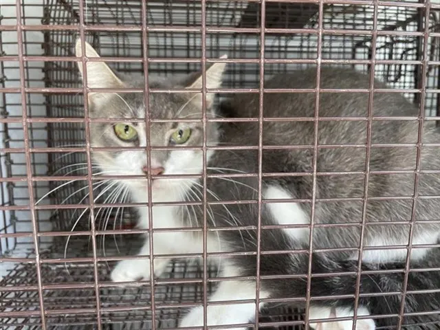 Adoptable Cat
