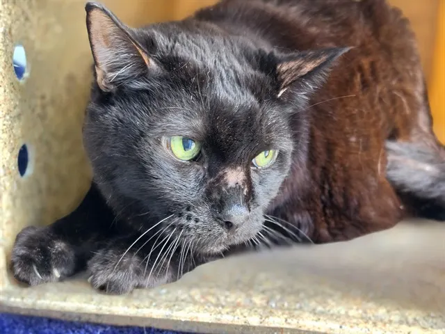 Sammy