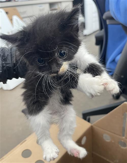 Nala