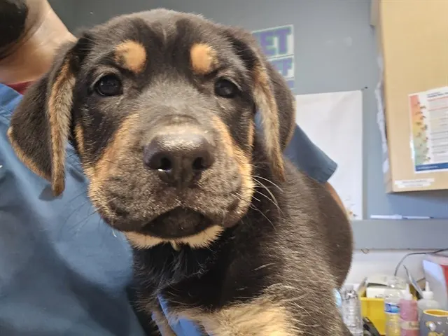 Adoptable Dog