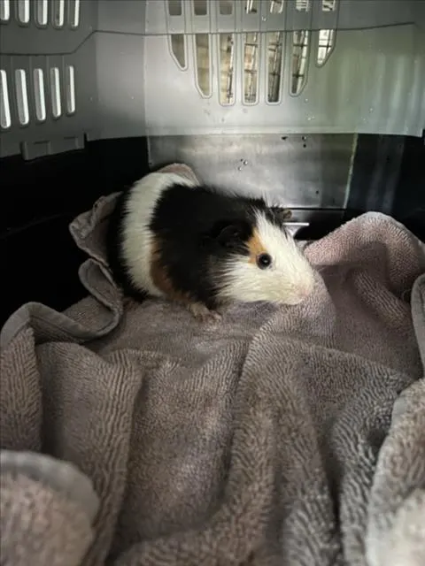 *Peanut