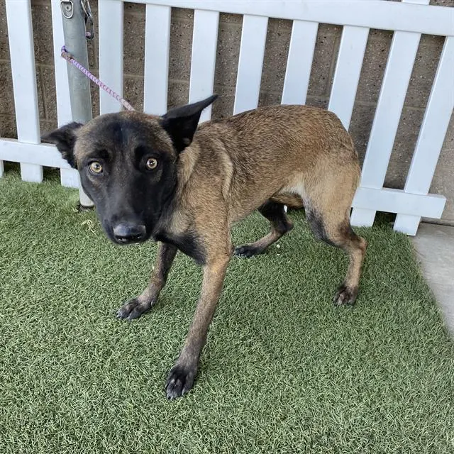 Adoptable Dog