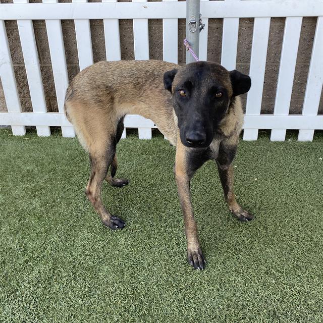 Adoptable Dog